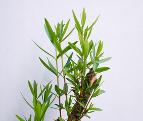 Green leave budding from the branch.