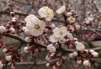 cherry blossom flowers with a house on the background.