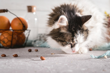 Norwegian forest cat sitting on a table