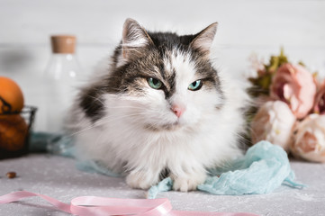 Norwegian forest cat sitting on a table