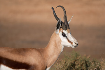 Springbok Portrait in South Africa