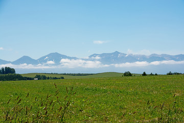 Fototapeta premium 草原と夏山と青空