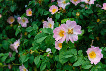 flowers in the garden