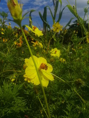 yellow flowers in the garden