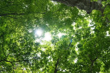 Fototapeta premium June Sunlight through the leaves