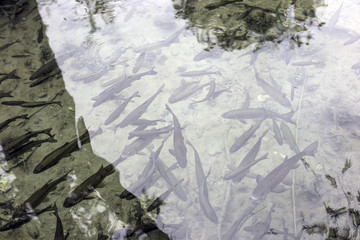 Fishes in croatia