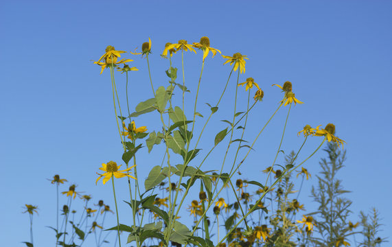 yellow flowers and blue sky © KSSM tomo