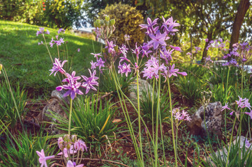 delicate pink branches of wild garlic in landscape design on a lawn in the evening. Close-up, background