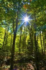 the sun among the branches of trees in the forest