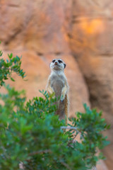 Meerkat or suricate (Suricata suricatta)