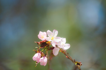 Beautiful Sakura Flower or Cherry Blossom on blue sky Background