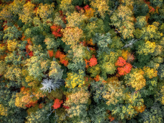 Aerial view of beautiful colorful fall foliage of a forest