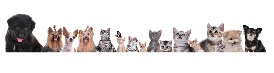 group of dog and cat Pet  isolated on white background