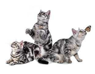 American Shorthair cat on white