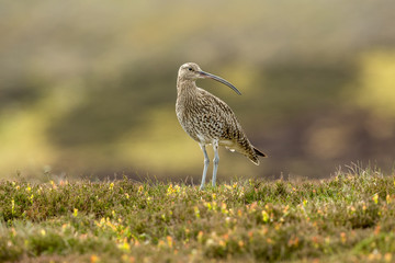 Curlew