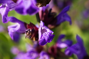 Macro close up og sage plant blossom flower with blurred green leaves (Salvia officinalis)