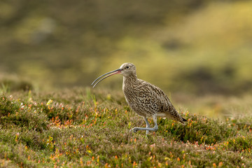 Curlew (scientific name: Numenius arquata) Adult curlew in the Yorkshire Dales during the nesting season. Stood in natural habitat of grasses and reeds. Horizontal. Space for copy.