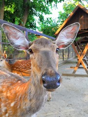 Portrait of a young deer. The eyes of the young deer. The ears of the young deer
