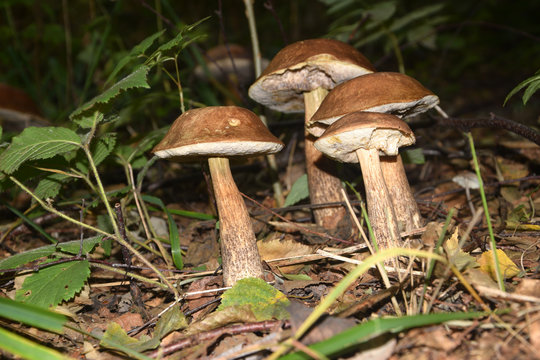 Leccinum scabrum  ft7109_740 Porcinelli 