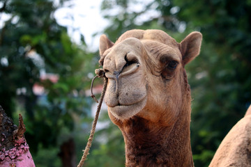 camel