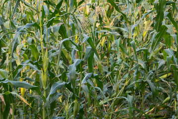 Corn in Tassels