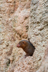 Common dwarf mongoose (Helogale parvula)
