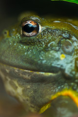African bullfrog (Pyxicephalus adspersus)