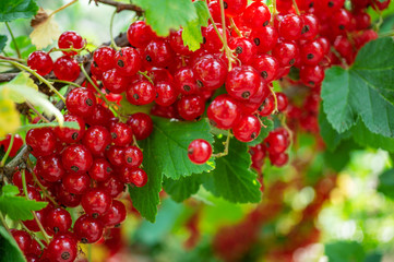 Healthy redcurrant on bush in garden in summer day