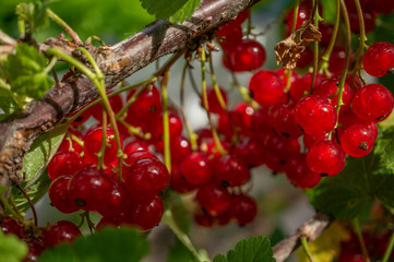 Healthy redcurrant on bush in garden in summer day