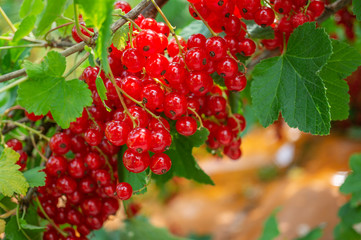 Healthy redcurrant on bush in garden in summer day