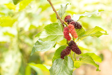 fresh mulberry with leaves on tree