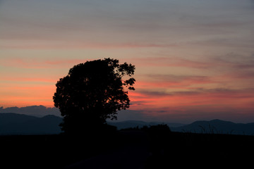 Fototapeta na wymiar 夕暮れの空と大きな木のシルエット　美瑛町
