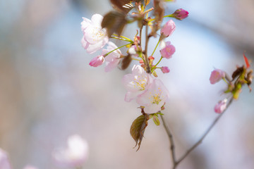 Beautiful Blooming Pink Sakura Flower or Cherry Blossom on blue sky Background