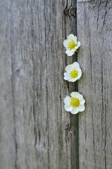 White flowers on the background of old boards