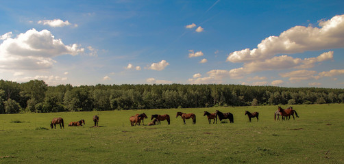 herd of horses 