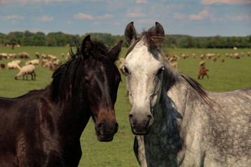 portrait of  horses