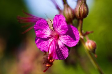 Fototapeta na wymiar Macro close up of pink bigroot geranium (macrorrhizum) blossom with closed buds and green blurred background