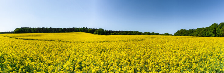 Panoramabild von Rapsfeldern