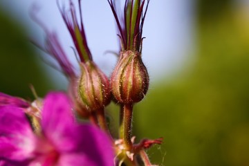 Macro close up of pink bigroot geranium (macrorrhizum) blossom with closed buds and green blurred background