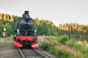 Front view of an old steam locomotive against the background of a green coniferous forest and blossom purple wildflowers.