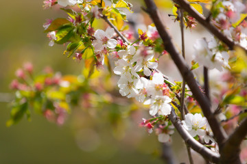 Beautiful Sakura Flowers or Cherry Blossom on green Background