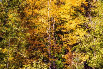 colored autumn trees (forest)