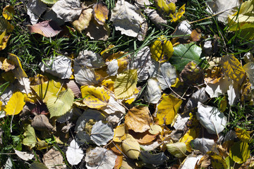 colored autumn leaves in the grass