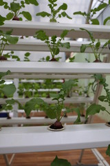 Beetroot greenhouse hydroponic vegetable project