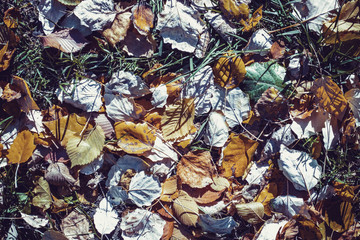 colored autumn leaves in the grass