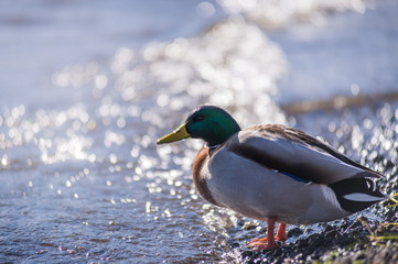 Little duck in lake yamanakako 