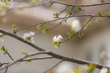 Image of white Apple Blossom, natural background, spring flowers