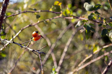 tree a dogrose with red fruits in the autumn