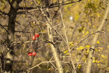 tree a dogrose with red fruits in the autumn