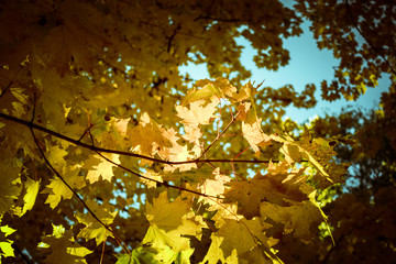 colored autumn trees (forest)
